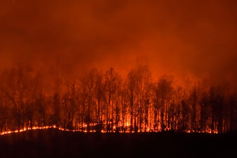 wildfire in a forest